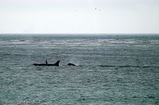 Orca (7 von 59).jpg